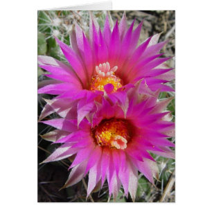 Flores de cactus de bolas F5 "Escobaria vivipara"