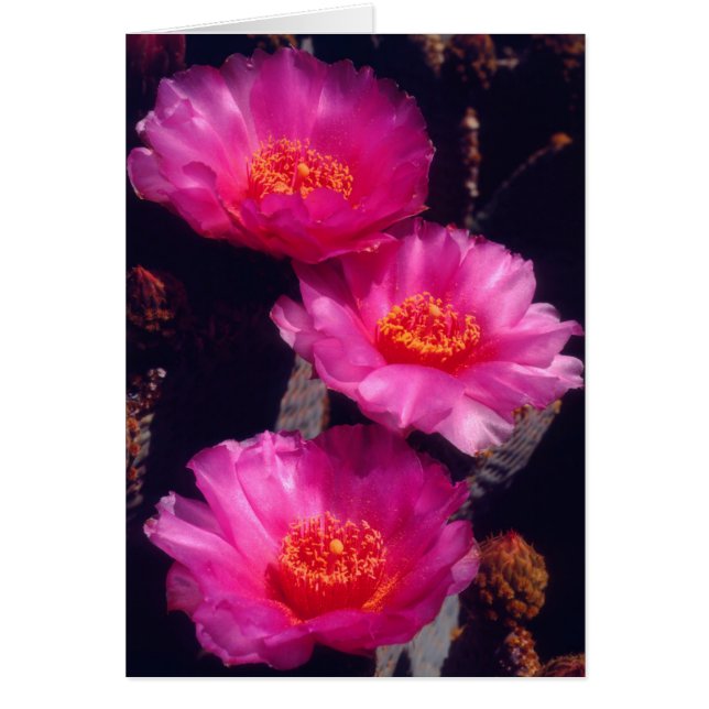 Flores de cactus de cola 2 (Frente)