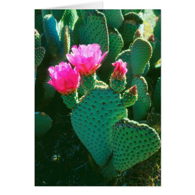 Flores de Cactus de Cola de Castor (Frente)
