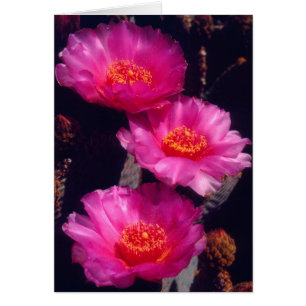 Flores de Cactus de Cola de Castor 2