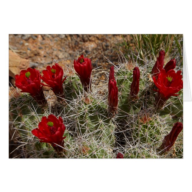 flores de cactus de Copa de Clarete 2 (Anverso (Horizontal))
