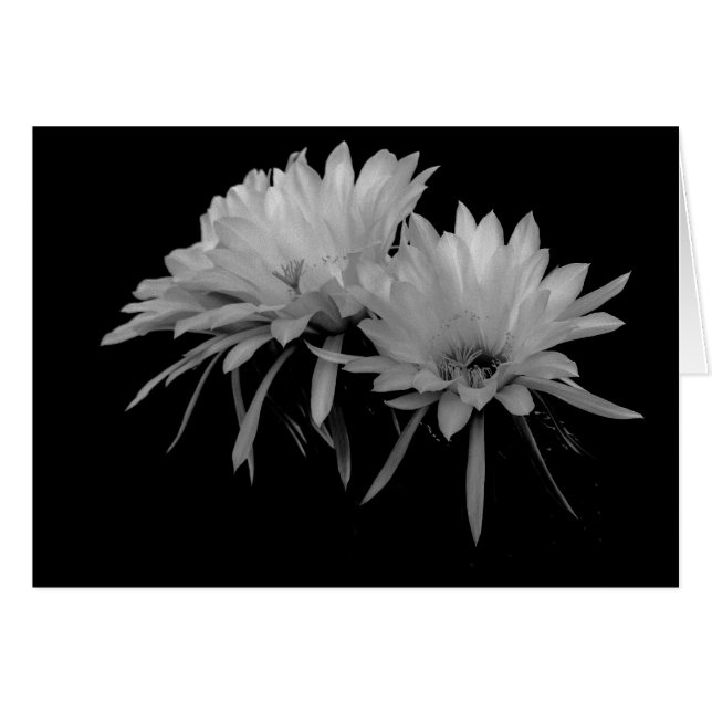 Flores de Cactus en blanco y negro (Anverso (Horizontal))