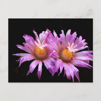 Flores de cactus en postal