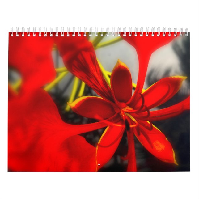 Flores de Calendario (Tapa)