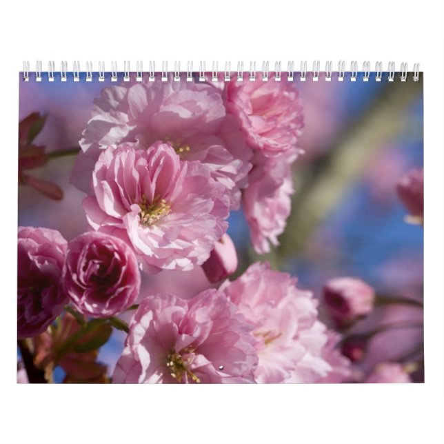 Flores de calendario (Tapa)