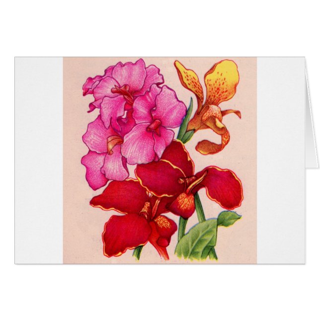 flores de caná (Anverso (Horizontal))