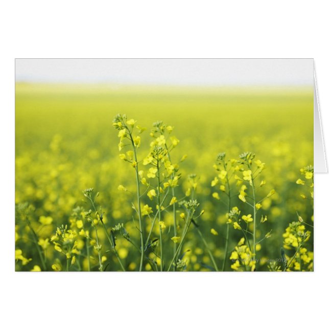 Flores de canola en el campo. (Anverso (Horizontal))
