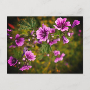 Flores de cebra Hollyhock #2 postal