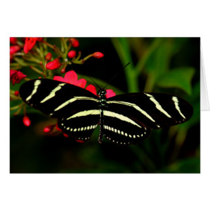 Flores de cebra longwing