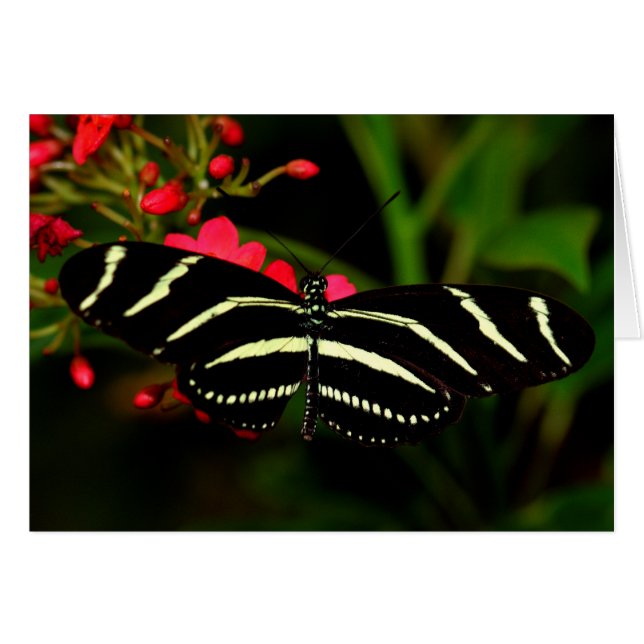 Flores de cebra longwing (Anverso (Horizontal))