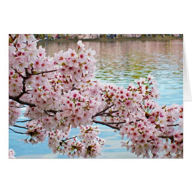 Flores de cerezo (Anverso (Horizontal))