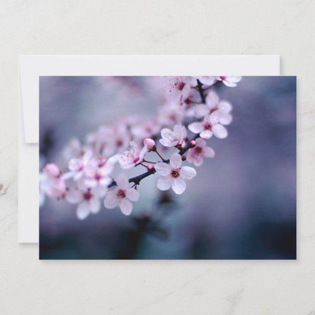 Flores de cerezo (Anverso)