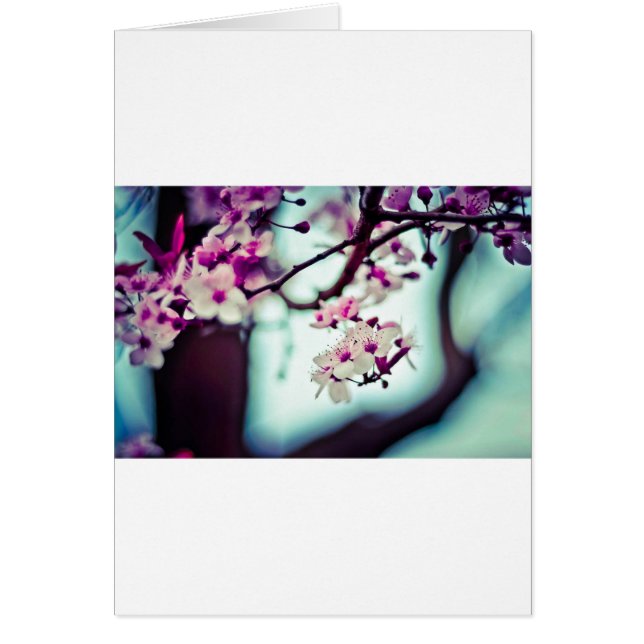 Flores de cerezo (Frente)