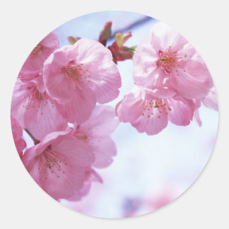 Flores de cerezo #1 Pegatinas