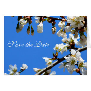 Flores de cerezo blanco de primavera