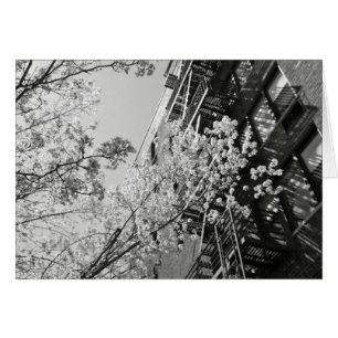 Flores de cerezo de aldea