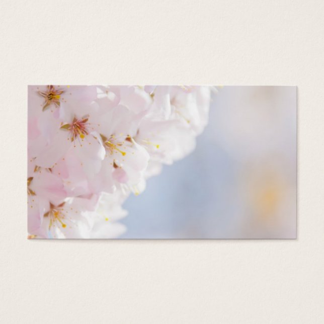 Flores de cerezo de nieve (Frente)