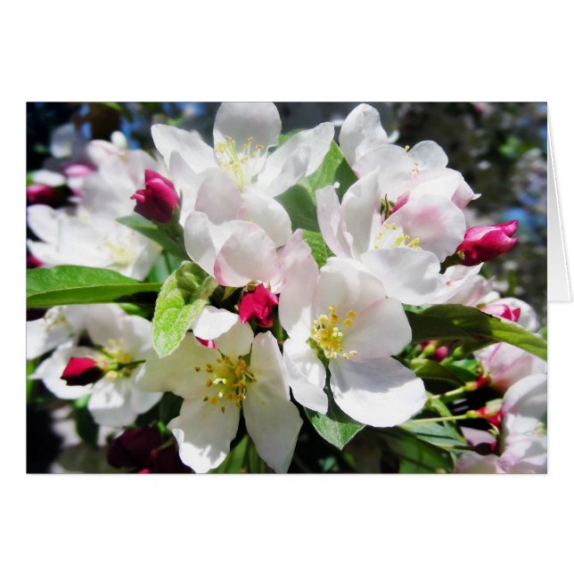 Flores de cerezo de primavera (Anverso (Horizontal))