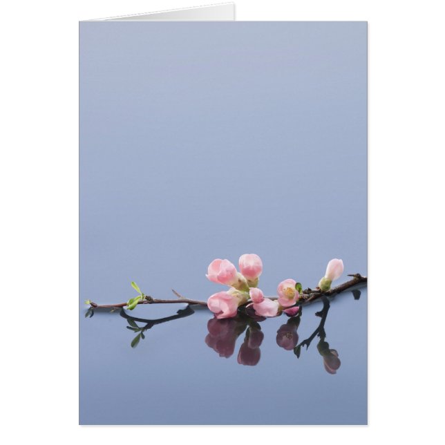 Flores de cerezo en el agua (Frente)