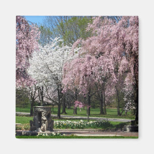 Flores de cerezo en el imán de Philadelphia