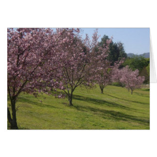 Flores De Cerezo En Pleno Bloom