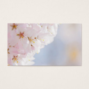 Flores de cerezo Nevado