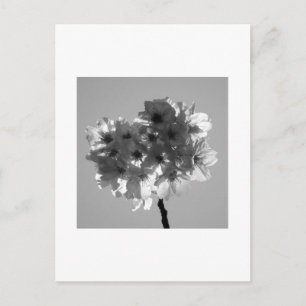 Flores de cerezo: postal de Japón (blanco y negro)