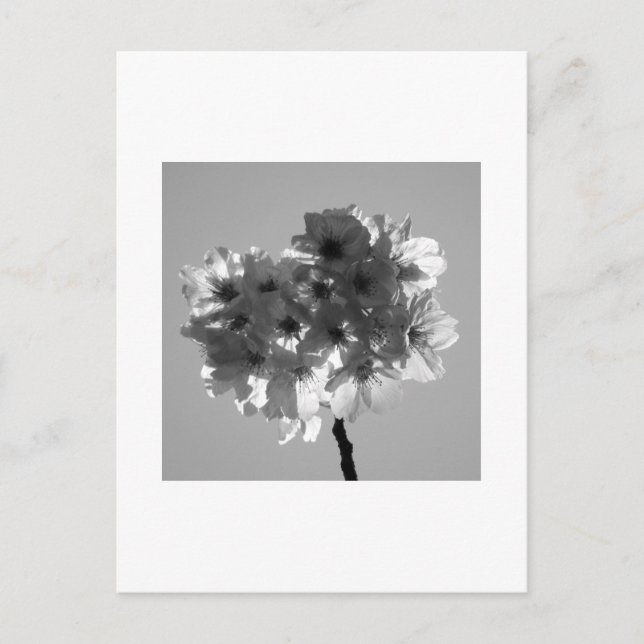 Flores de cerezo: postal de Japón (blanco y negro) (Anverso)