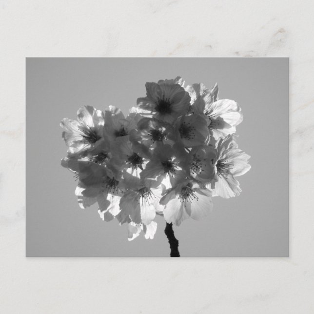 Flores de cerezo: postal de Japón (blanco y negro) (Anverso)