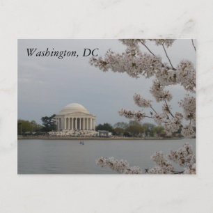 Flores de cerezo: postal de Washington, D.C.