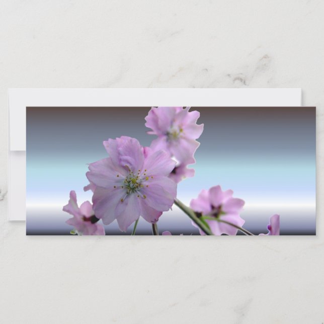 Flores de cerezo rosa (Anverso)