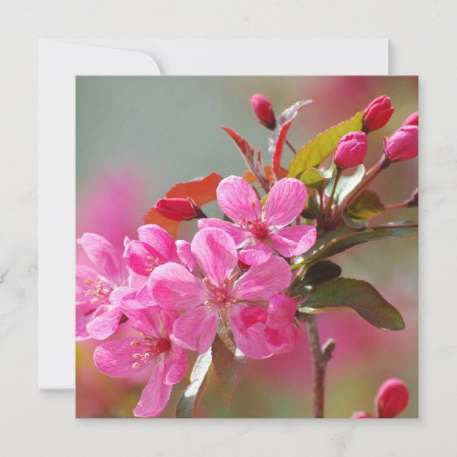 Flores de cerezo rosa oscuro (Anverso)