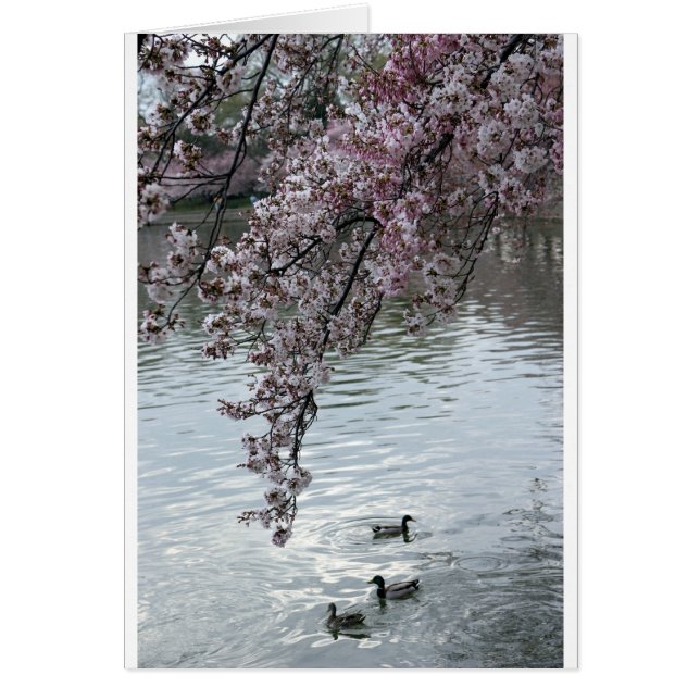 Flores de cerezo Washington DC (Frente)