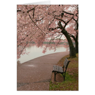 Flores de cerezo y banco