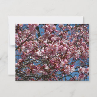 Flores de cerezo y flor de Blue Sky Spring