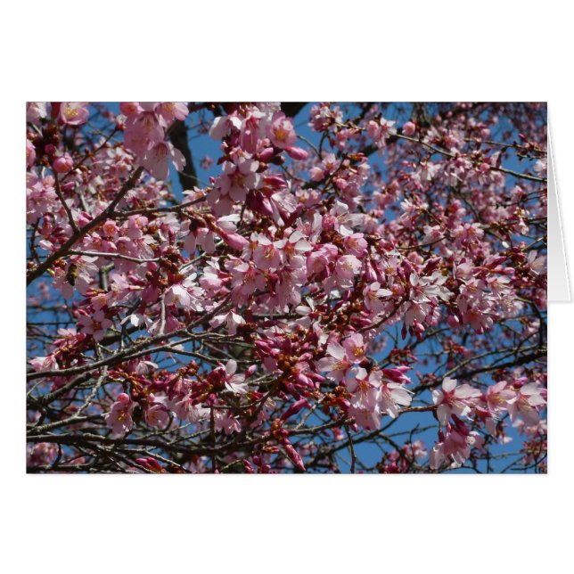 Flores de cerezo y flor de Blue Sky Spring (Anverso (Horizontal))