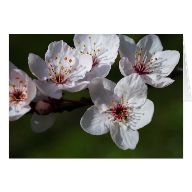 Flores de ciruela primavera (Anverso (Horizontal))