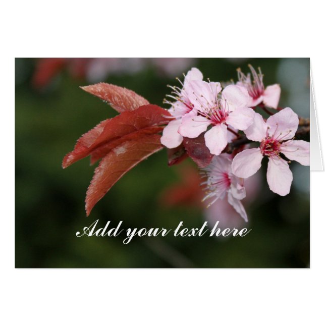 flores de ciruela rosa primavera (Anverso (Horizontal))