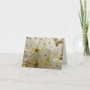 Flores de ciruelas salvajes Art Blanc impresionist