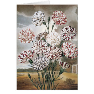 Flores de clavel variegado vintage con cielo gris