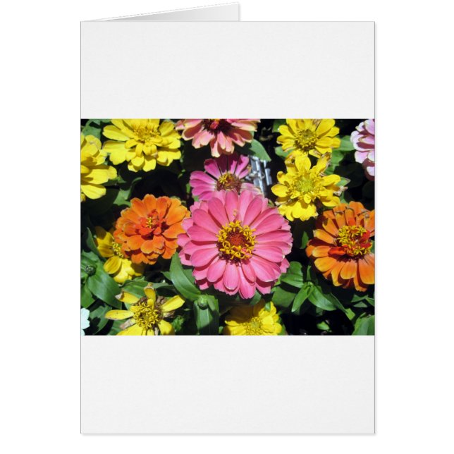 Flores de colores (Frente)