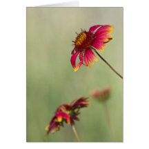 Flores de cono que comienzan a florecer