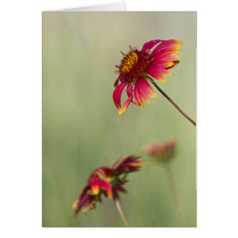 Flores de cono que comienzan a florecer