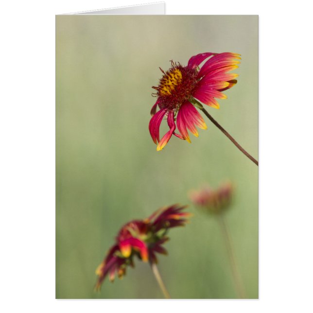 Flores de cono que comienzan a florecer (Frente)