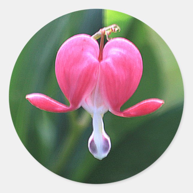 Flores de corazón sangrantes Sellos para sobres re (Anverso)
