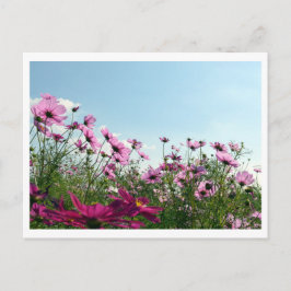 Flores de Cosmos: Postal de Japón