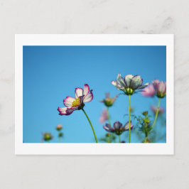 Flores de Cosmos: Postal de Japón