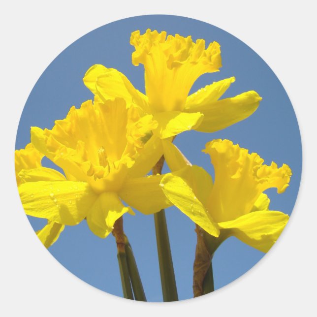 Flores de Daffodil pegatinas cielo azul floral ama (Anverso)