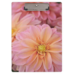 Flores de dahlia rosa imprimir el portapapeles