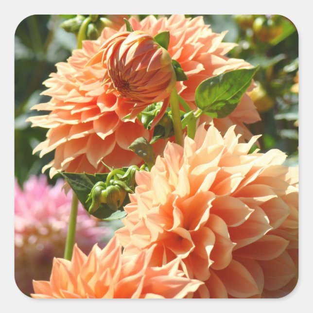 Flores de Dalia Naranja sellos de sobre adhesivos (Anverso)